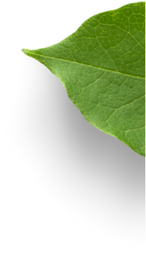 Hoja de limón