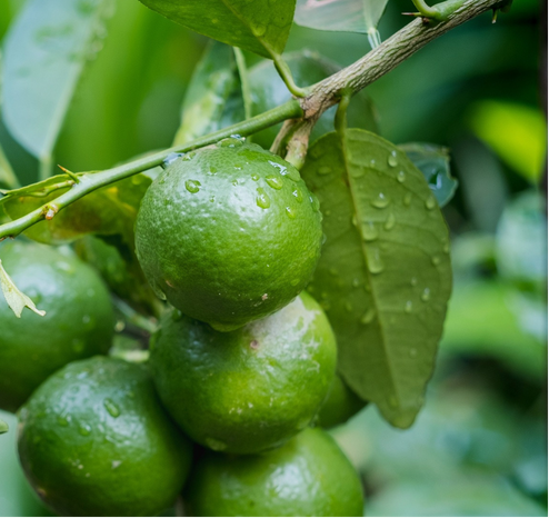 Limón persa en árbol